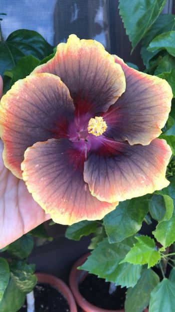 rezervat Chis Garden Mirage - 35 lei - lastari rezervati