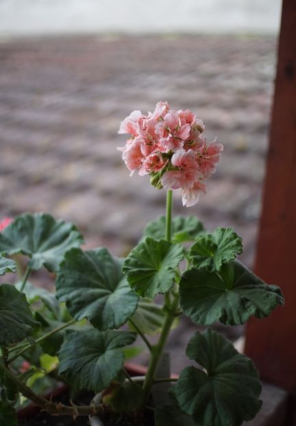 Pukin Kili - Mușcate
