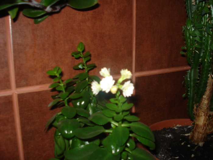 kalanchoe-febr.2009