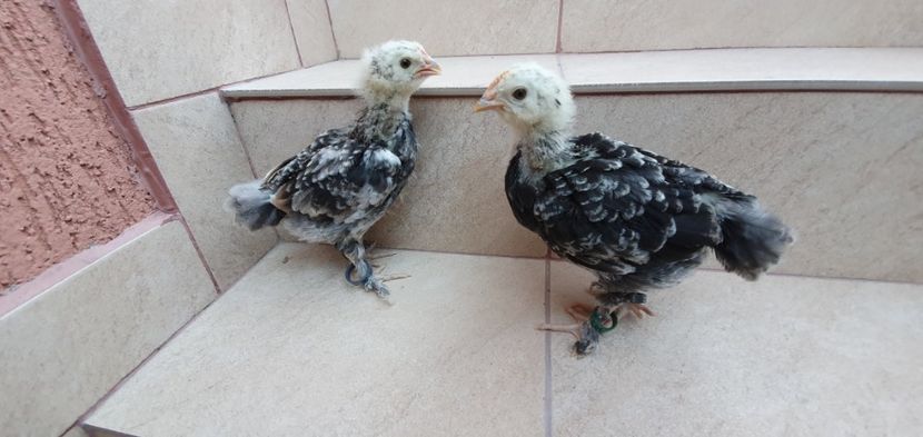 20200628_180720(0) - Faverolles Somon 2020