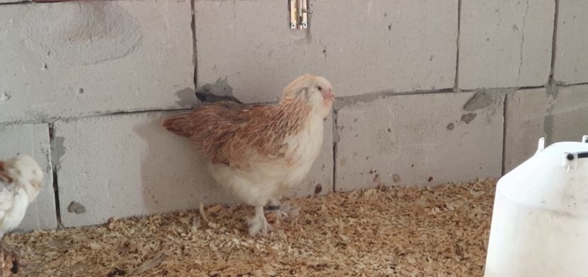  - Faverolles Somon 2020