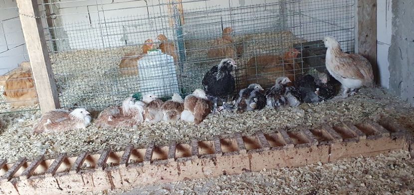  - Faverolles Somon 2020