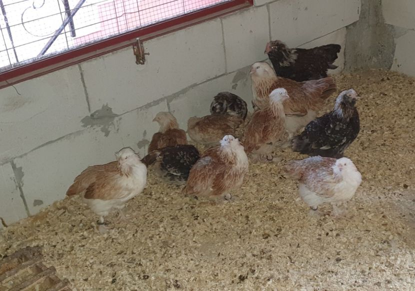  - Faverolles Somon 2020