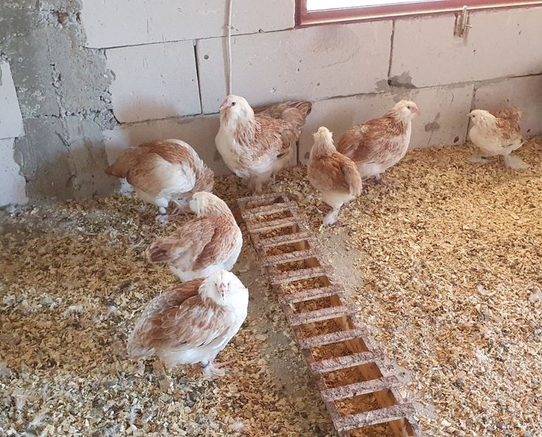  - Faverolles Somon 2020