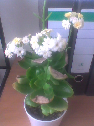 kalanchoe