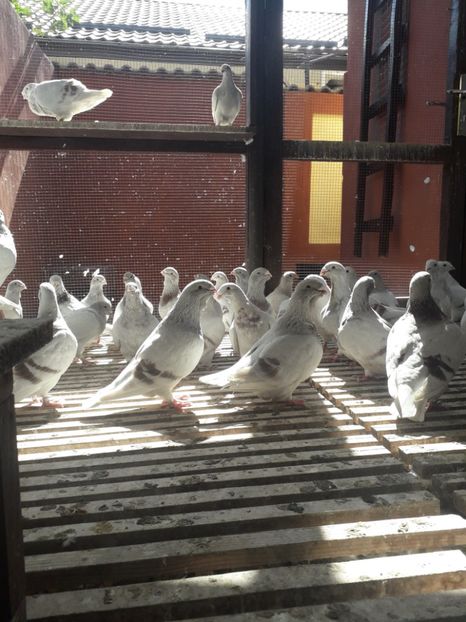  - Câțiva dintre porumbeii mei