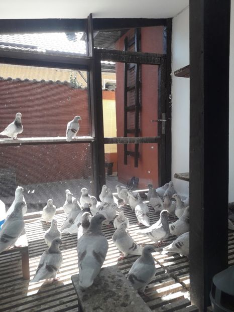  - Câțiva dintre porumbeii mei