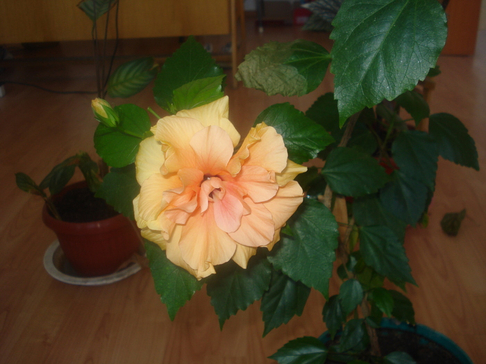 hibi - galben batut-iulie 2008 - flori - trandafir chinezesc