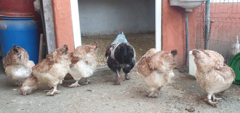  - Matca Faverolles Somon 2020-2021