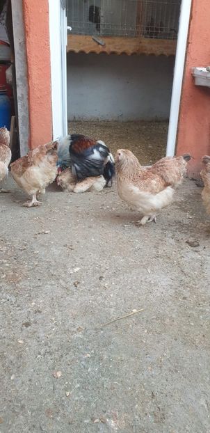 IMG-20210222-WA0055 - Matca Faverolles Somon 2020-2021