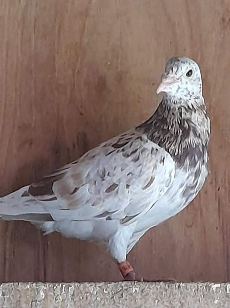  - Nu îmi aparțin 3