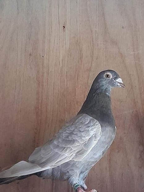  - Nu îmi aparțin 3