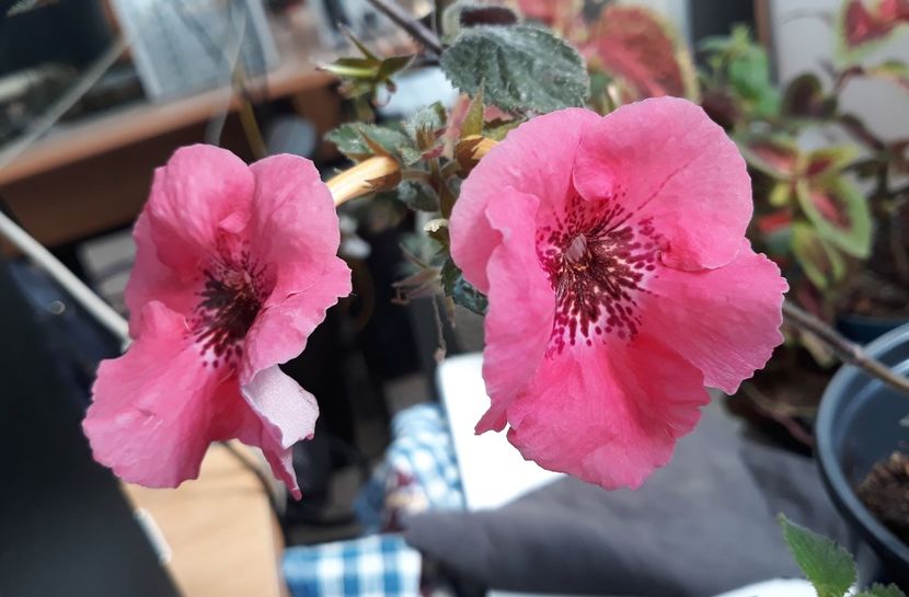  - 0001 2022 - Red Spectacular