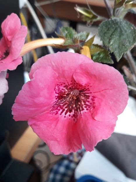  - 0001 2022 - Red Spectacular