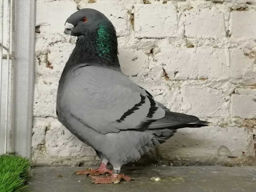 Mascul 2020 200 lei vindur - De vinzare 2021