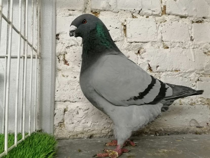 Mascul 2020 3715 rezervat David Varga Hu - De vinzare 2021