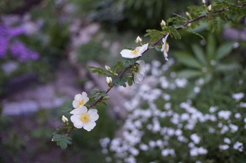  - Rosa omeiensis pteracantha