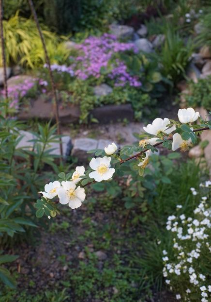  - Rosa omeiensis pteracantha
