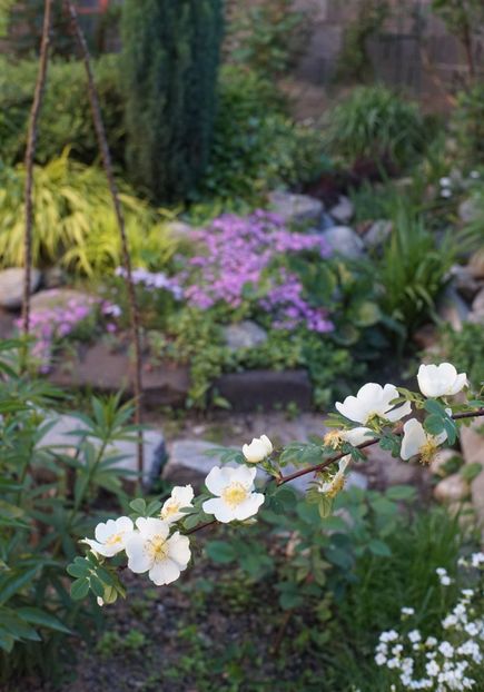  - Rosa omeiensis pteracantha