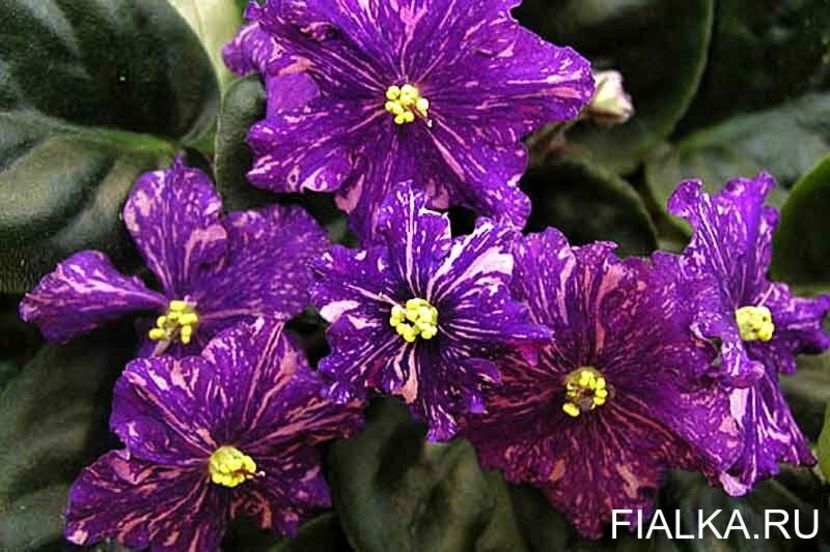 AN-Rio-Rita   Ан-Рио-Рита - DORINTE