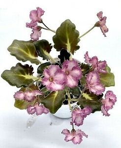 BR-Kupec-Miniature-Russian - DORINTE