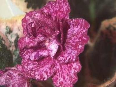 Buckeye Evermore Freckles - DORINTE