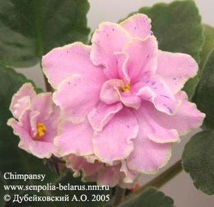 Chimpansy - DORINTE