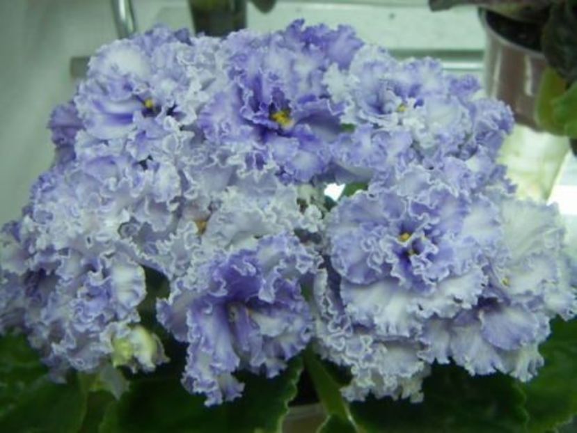 EK-Nautilus - DORINTE