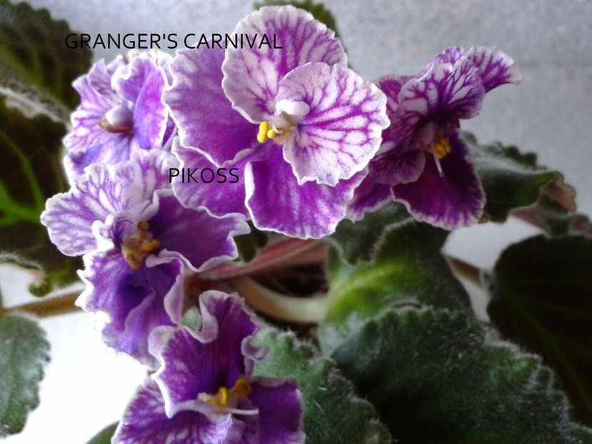 Granger's Carnival - DORINTE