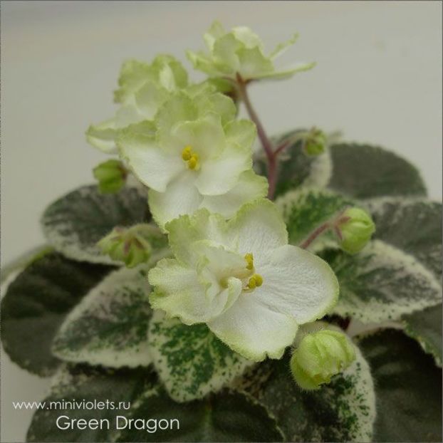 Green Dragon - DORINTE