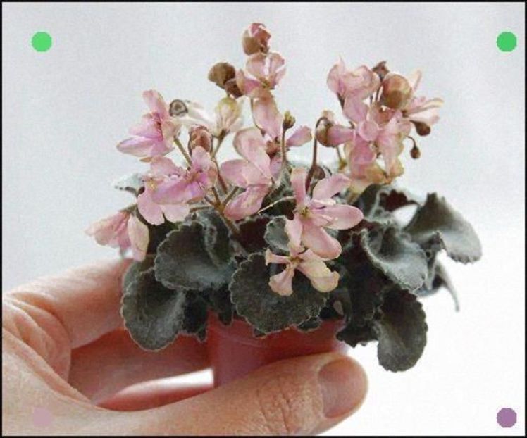 Imp's Corsoded Rose - DORINTE