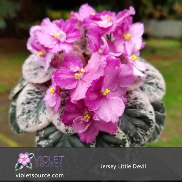 Jersey Little Devil - DORINTE