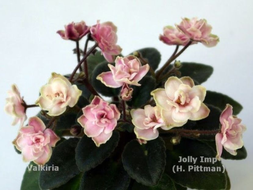 Jolly Imp - DORINTE