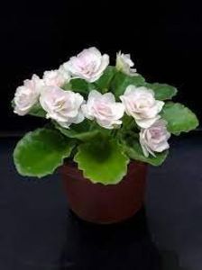 Kentucky Goosberries - DORINTE