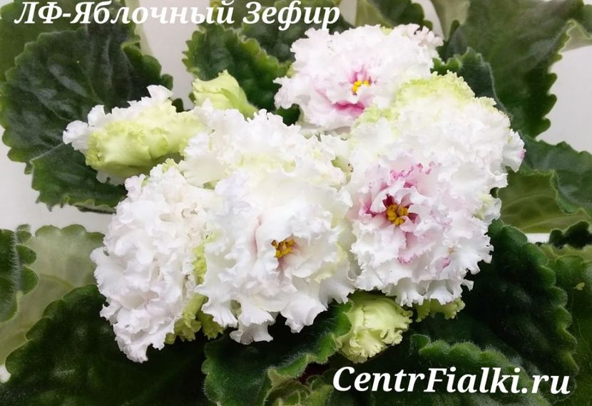 LE-Jablocnyj Zefir   ЛФ-Яблочный Зефир (Л.Федосеева) - DORINTE