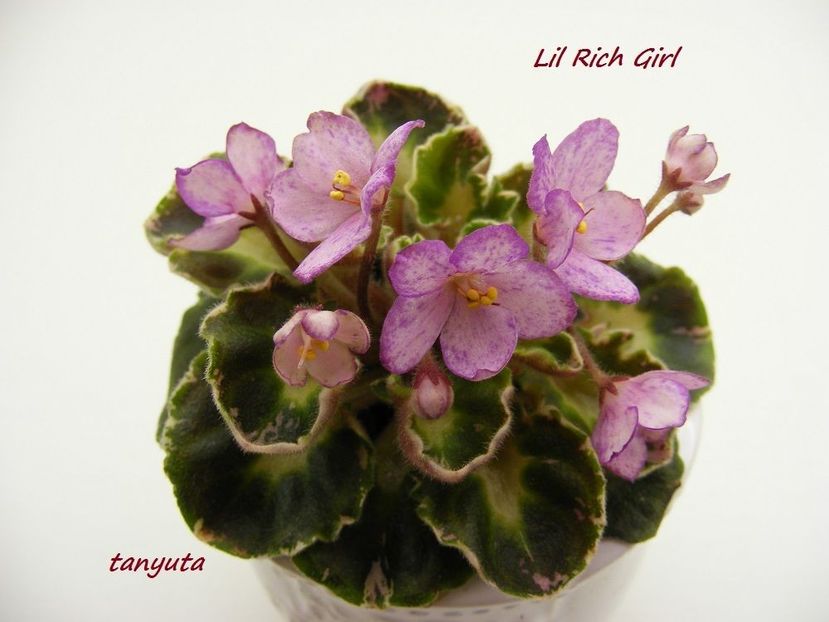 Lil Rich Girl - DORINTE