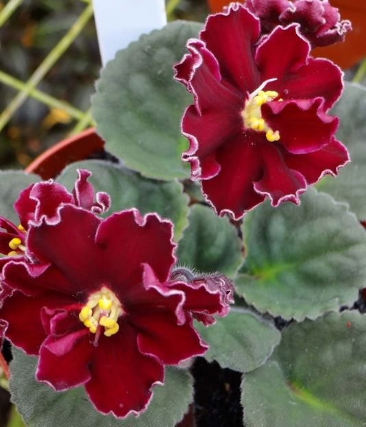Lion's Red Rocket - DORINTE