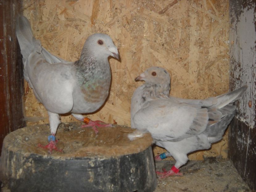  - UNDEVA IN SUCEAVA arhiva