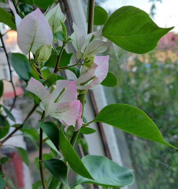  - Bougainvillea alba