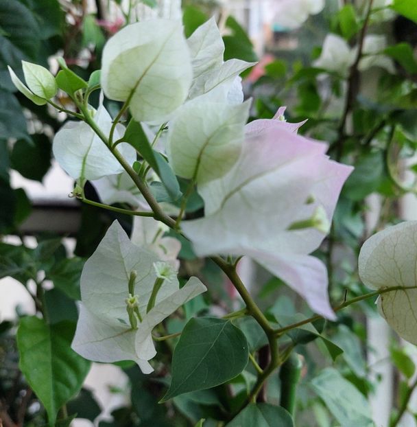  - Bougainvillea alba