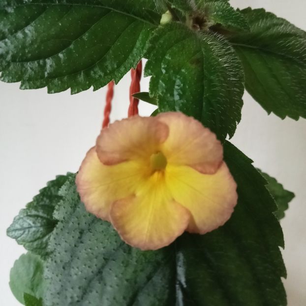 Honey Queen - 00 2021