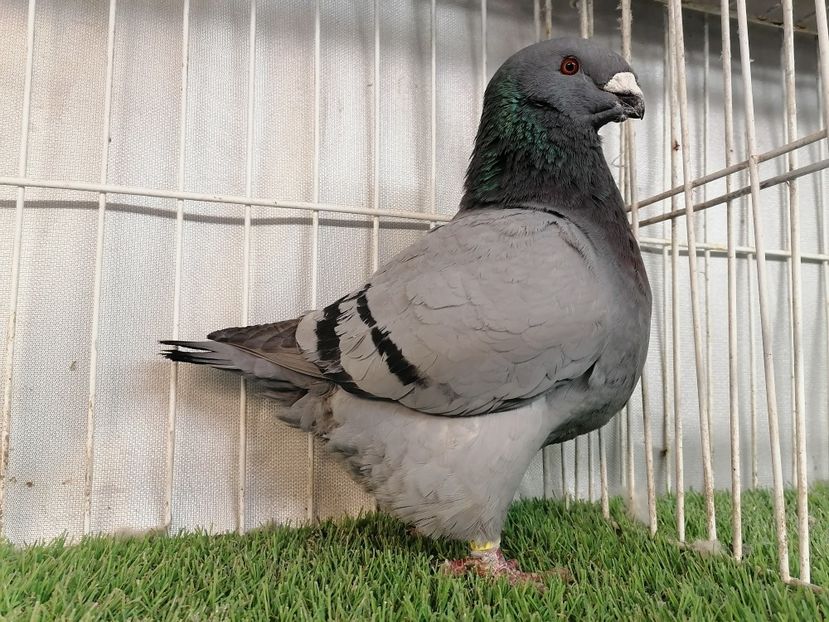 Femela 2017 300 lei vindut - De vinzare 2021