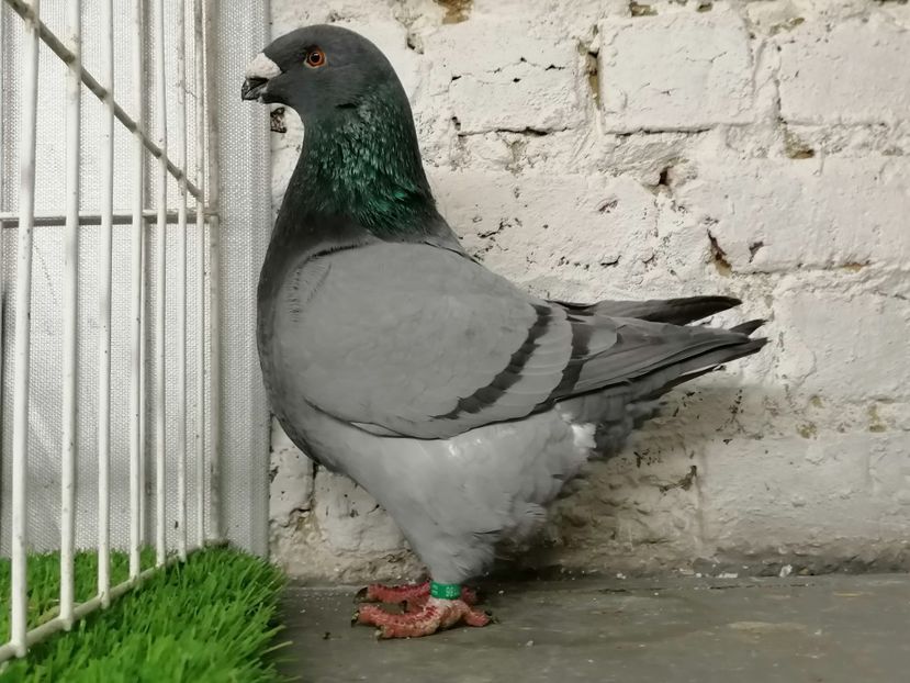 Femela 2019 250 lei rezervat - De vinzare 2021