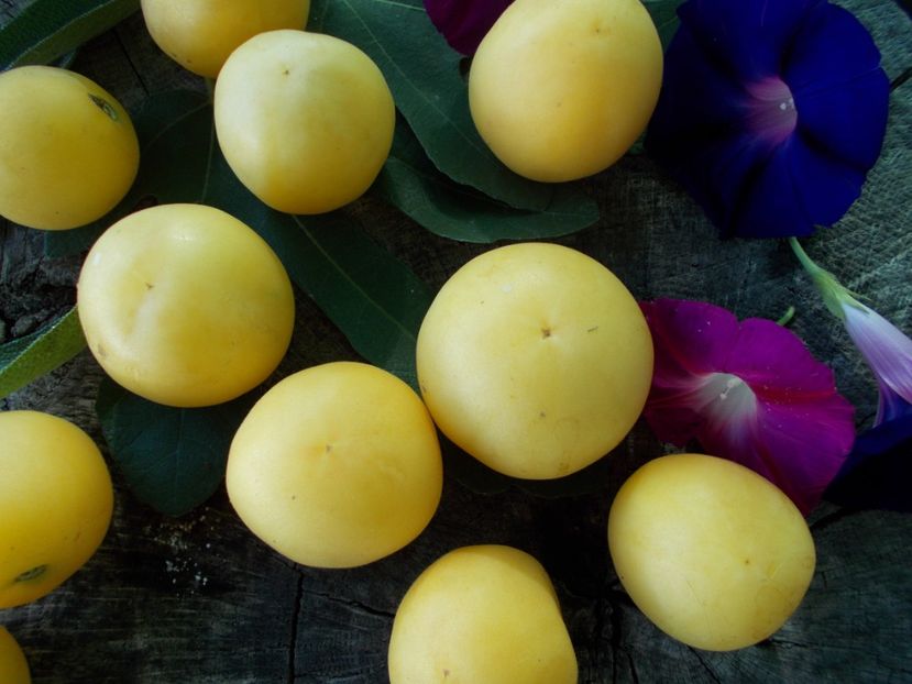  - SEMINTE ROSII - T 799 PECHE BLANCHE