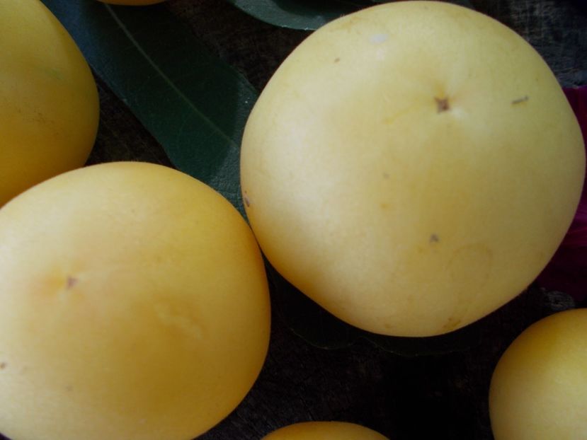  - SEMINTE ROSII - T 799 PECHE BLANCHE