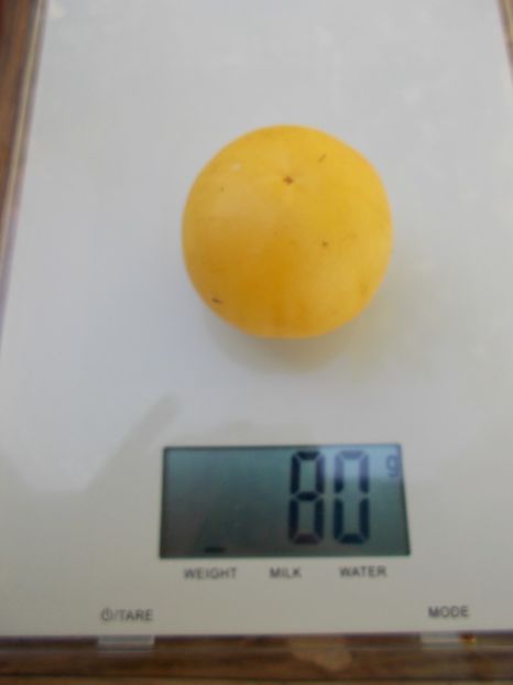  - SEMINTE ROSII - T 799 PECHE BLANCHE