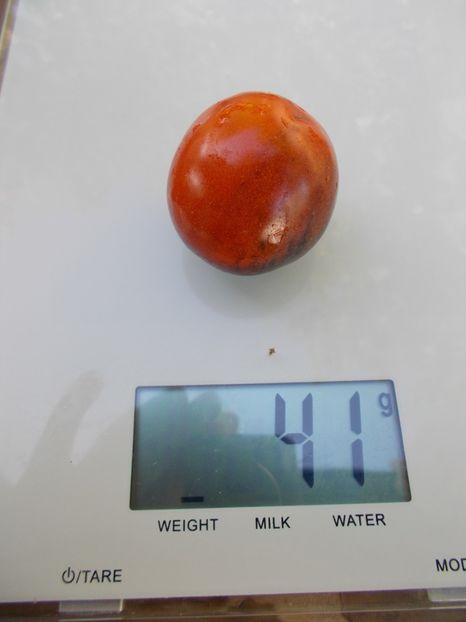  - SEMINTE ROSII - T 800 SMOKEY BLUE