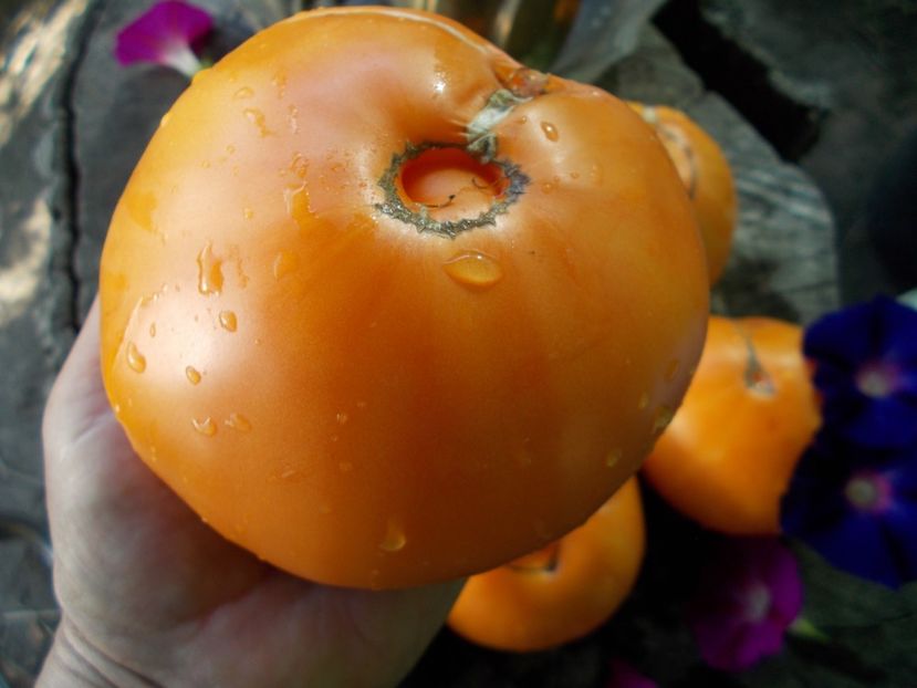  - SEMINTE ROSII - T 602 AMISH ORANGE SHERBET