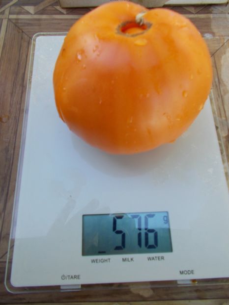  - SEMINTE ROSII - T 602 AMISH ORANGE SHERBET