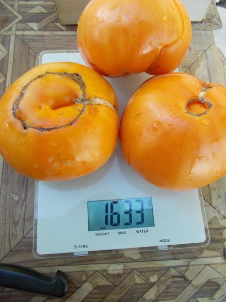  - SEMINTE ROSII - T 602 AMISH ORANGE SHERBET